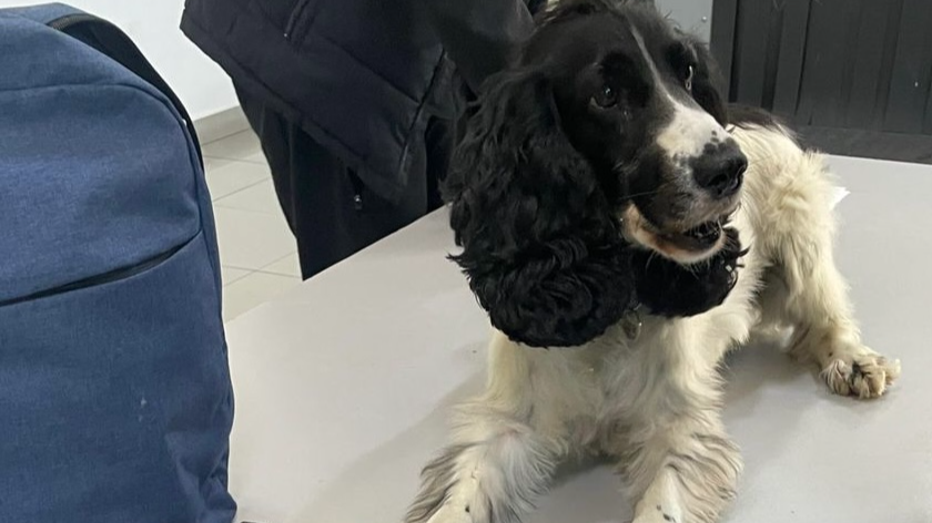 Ціна «грама з Амстердама»: як митні собаки на Ягодині зловили пасажирку з канабісом