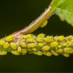 Які квіти висадити у дворі й на грядках, щоб попелиця не нищила рослини