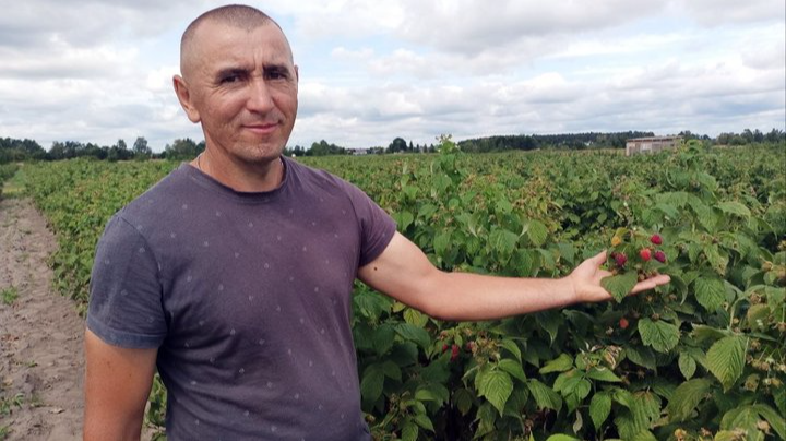 «Малина без рук не буде рости»: як родина з Волині змінила картоплю на ягідний бізнес