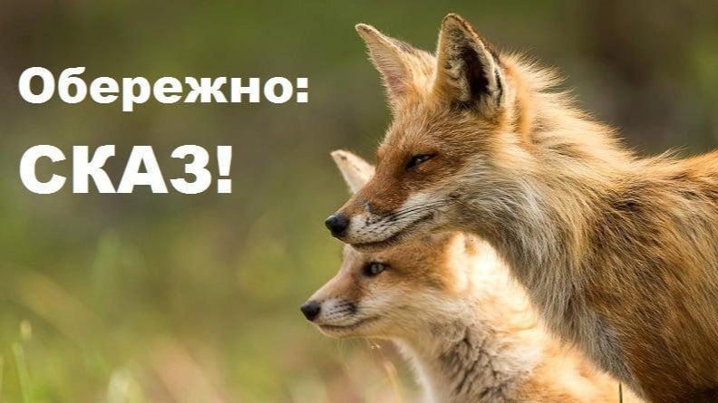 У трьох селах Волині запровадили карантин через сказ у кота та в лисиці