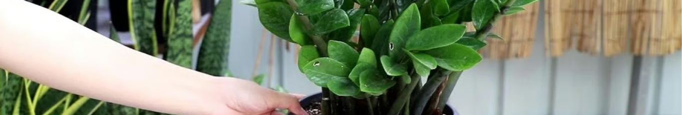 Всього 2 таблетки цього підживлення - і доларове дерево випустить безліч нових і молодих листочків