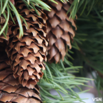 Якою буде погода на Волині на вихідні 13 та 14 грудня?