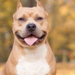  У волинянина забрали собаку через порушення правил вигулу