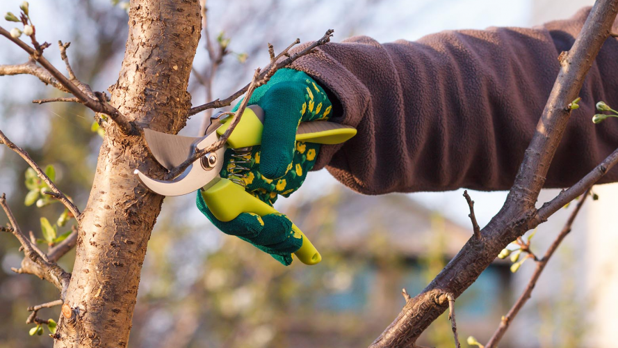 обрізка плодових дерев