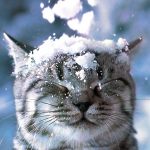 коли випаде сніг в Україні