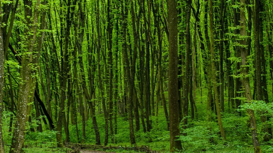 Скарб природи: усього за пів години від Луцька — дика природа, тиша і фотозони серед лісу