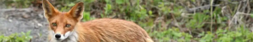 На Волині зафіксували новий випадок сказу: лисиця зайшла в курник