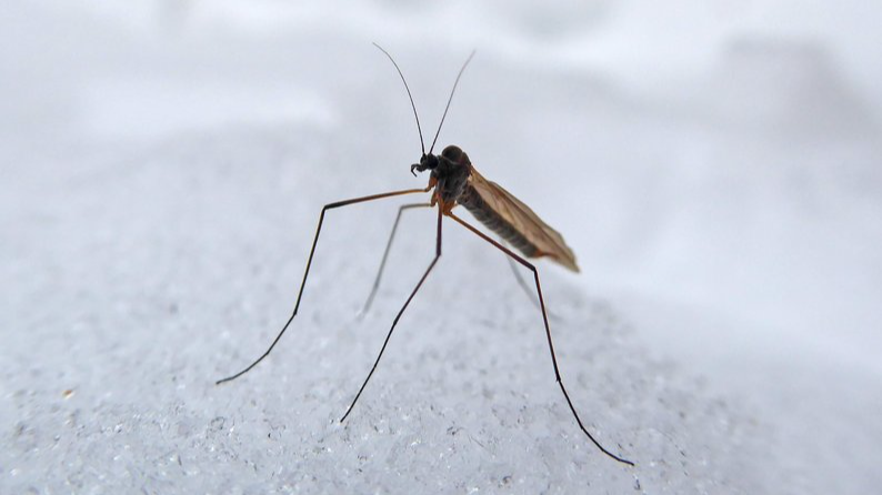 На Волині виявили зимових комарів, які не харчуються кров'ю