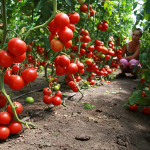 Коли садити помідори за місячним календарем?