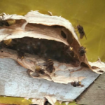 У луцькому садочку виявили гніздо з небезпечними комахами