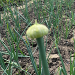 Які сорти цибулі не випускають стрілки