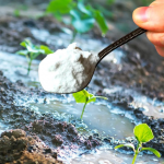 Сода на грядці: чи варто сипати під помідори