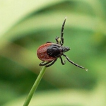 Кліщі на Волині: як вберегтися та що робити при укусі?