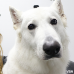 12 годин у ковтунах: як грумерка з Луцька рятує найважчих клієнтів