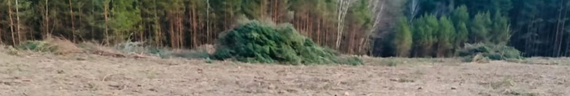 На Волині очільницю громади підозрюють у сприянні вирубки лісу на 3 мільйони гривень