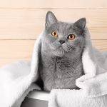 Як купати кота, якщо він боїться води: прості лайфхаки