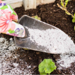 «Чорне золото» для вашого городу: як використовувати деревну золу на грядці