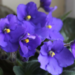 Найкраще підживлення для цвітіння фіалок