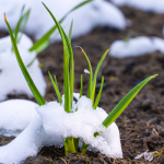 озимий часник загниває