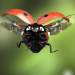 Чому сонечка залітають у житло восени та взимку: добрий знак чи попередження