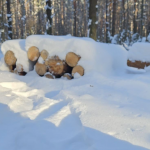 На Волині виявили незаконно зрізані дерева – відкрили кримінальне провадження