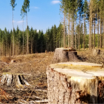 Вирубали ліс на сотні тисяч гривень: на Волині судитимуть порушників