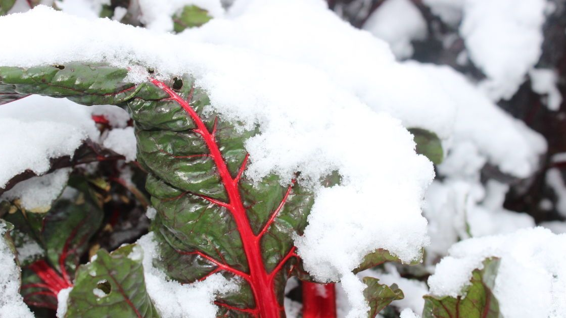 вирощування овочів взимку