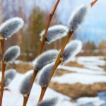 Чи буде різке потепління навесні та коли відступлять морози: прогноз від волинського синоптика