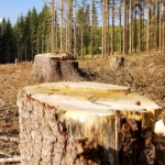 На Волині чоловіка оштрафували на 17 тисяч гривень за дві зрізані сосни