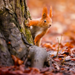 Погода в Україні 27 листопада