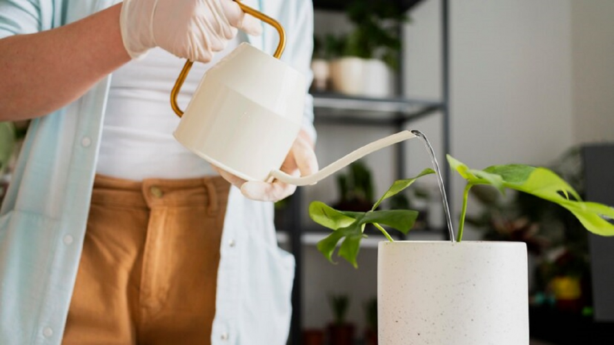 Як використовувати аспірин для вазонів: копійчане підживлення, яке творить дива