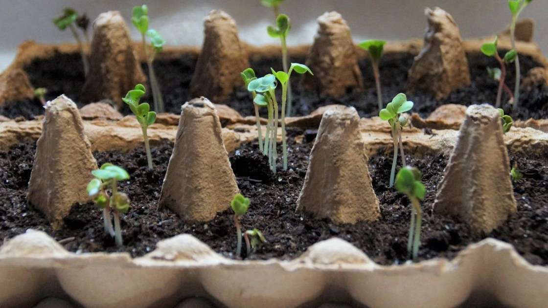 Січневий посівний календар 2026: коли сіяти томати, перець і баклажани для багатого врожаю