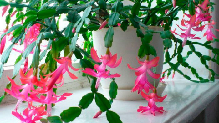 Чому не квітне різдвяник: як це швидко виправити