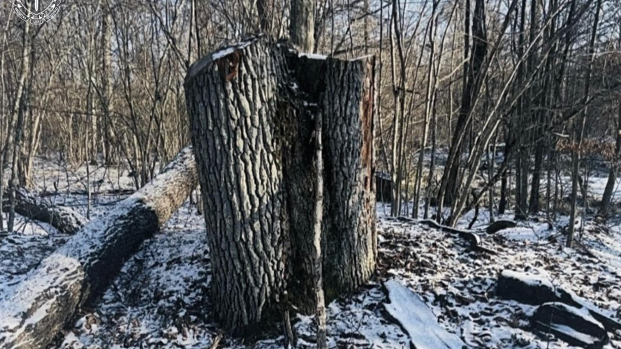 Збитки довкіллю на понад 5 млн грн – майстер лісу на Волині постане перед судом
