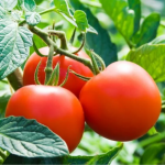 Чим кропити помідори, щоб був гарний урожай