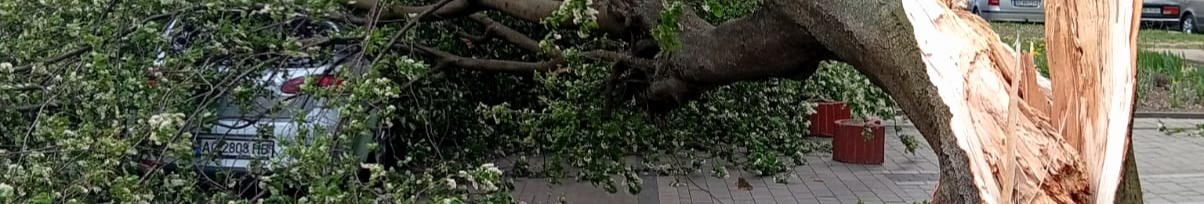 У Луцькому районі через негоду пошкоджені дахи, повалене дерево впало на авто