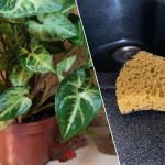 Як губка для посуду рятує вазони і в 1,5 раза продовжує їх цвітіння