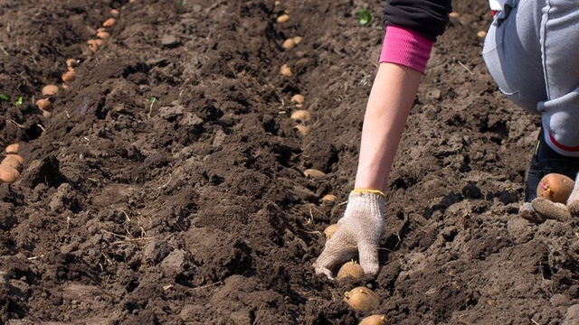 У які дні березня 2026 садити картоплю: найкращі дні за місячним календарем для гарного врожаю