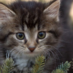 Кіт нищить новорічну ялинку? Простий трюк, який відверне його увагу