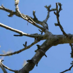 чи можна збирати дрова біля дороги