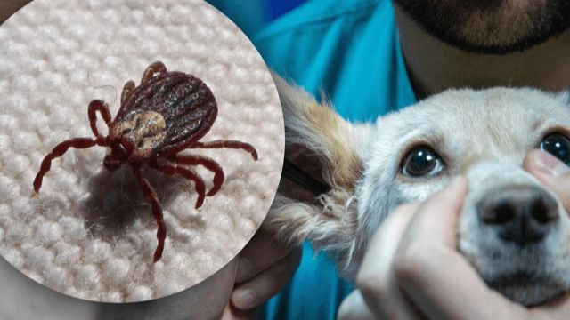 Кліщі у собак: як розпізнати небезпеку та захистити улюбленця