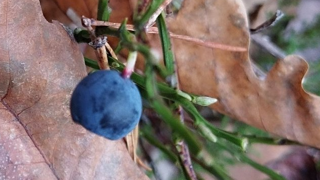 Природна аномалія: на Волині восени зацвіла чорниця