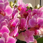 Чим поливати орхідеї для рясного цвітіння