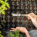 У чому обов’язково треба замочити насіння перцю перед висіванням на розсаду: копійчані засоби, які врятують врожай