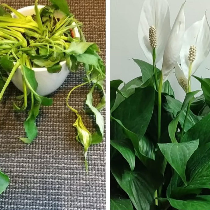 1 склянка крупи — і спатифілум розквітнув так, що підвіконня стало замалим