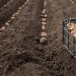 посадка картоплі