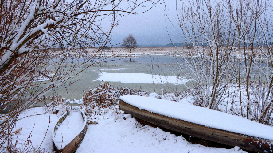 Сліди на снігу розповіли більше: яких тварин зафіксували у волинському лісі