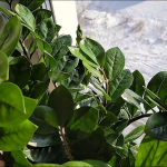 Це – не добриво, а допінг: чим підживити доларове дерево взимку, щоб рослина випустила нові пагони