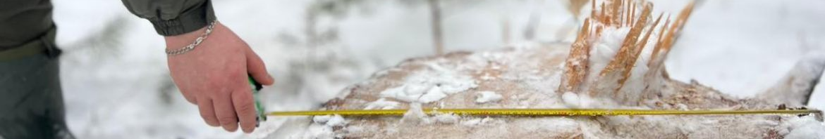 На Волині у заповіднику незаконно вирубали дерев на майже 20 мільйонів гривень