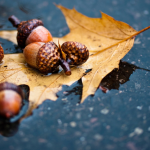 погода в Україні 4 листопада